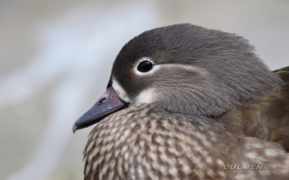 Mandarin Duck (female, Aix galericulata)